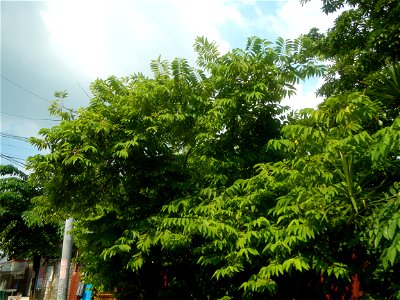 Photos taken during the 2020 coronavirus pandemic in Meycauayan, Bulacan Timeline of the 2020 coronavirus pandemic in the Philippines  2020 coronavirus pandemic in the Philippines Bayanihan to Heal as