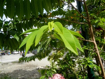 Photos taken during the 2020 coronavirus pandemic in Bustos and Baliuag, Bulacan New Normal (General Community Quarantine in Baliuag, Bulacan) Photos taken during the 2020 coronavirus pandemic in Bali