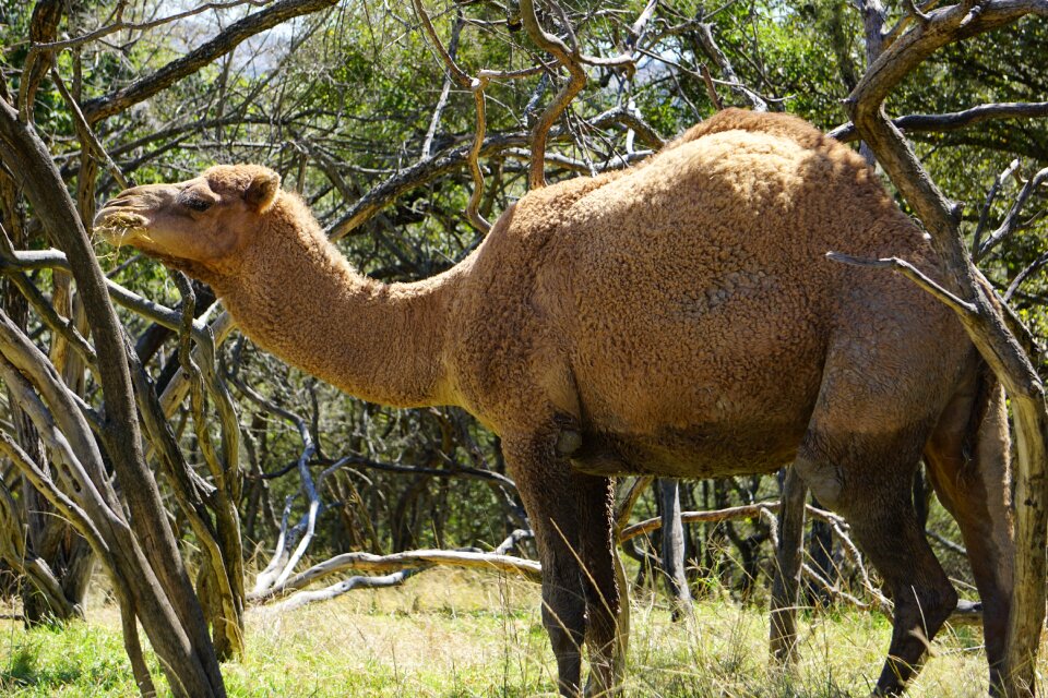 Landscape zoo nature