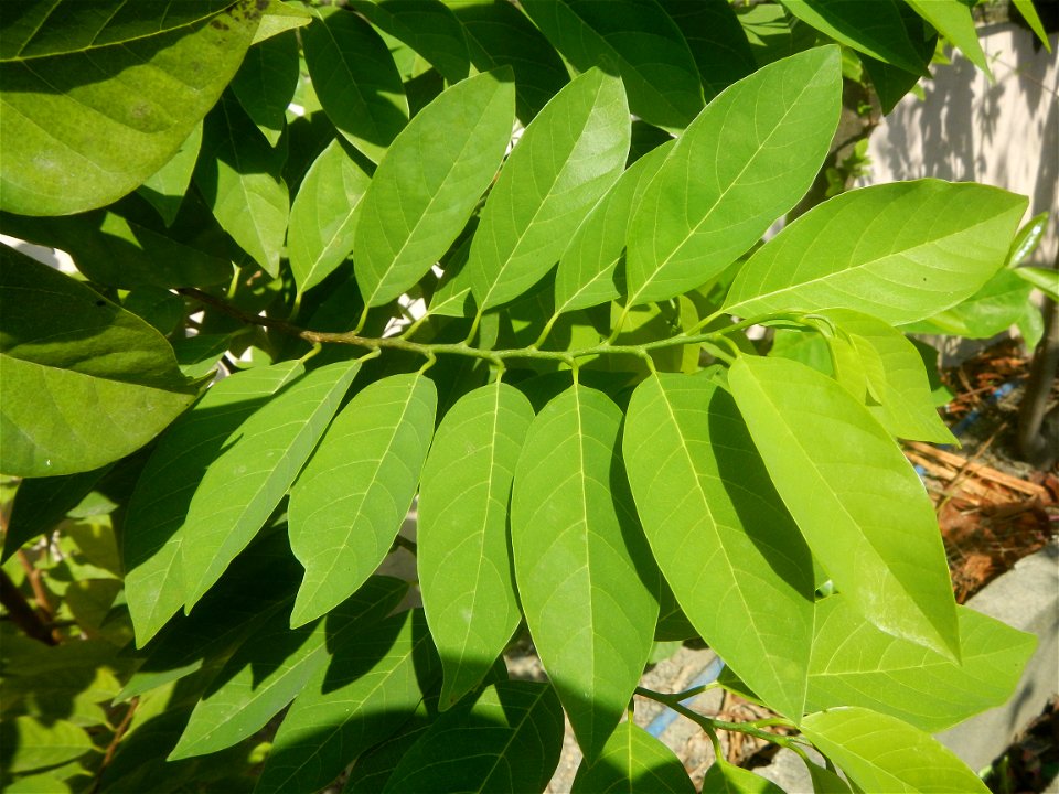 Atis (Philippines) leaves Anonaceae Atis Annona squamosa Linn. Sugar Apple Fan li zhi Atis (Philippines) Atis