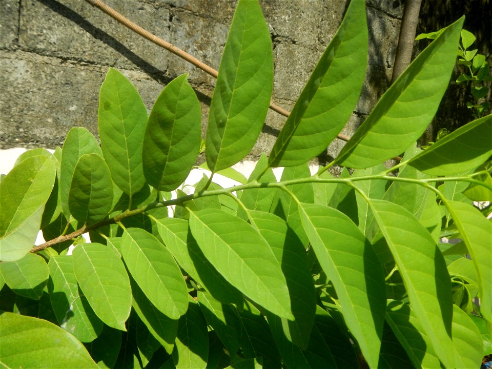 Atis (Philippines) leaves Anonaceae Atis Annona squamosa Linn. Sugar Apple Fan li zhi Atis (Philippines) Atis