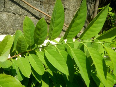 Atis (Philippines) leaves Anonaceae Atis Annona squamosa Linn. Sugar Apple Fan li zhi Atis (Philippines) Atis