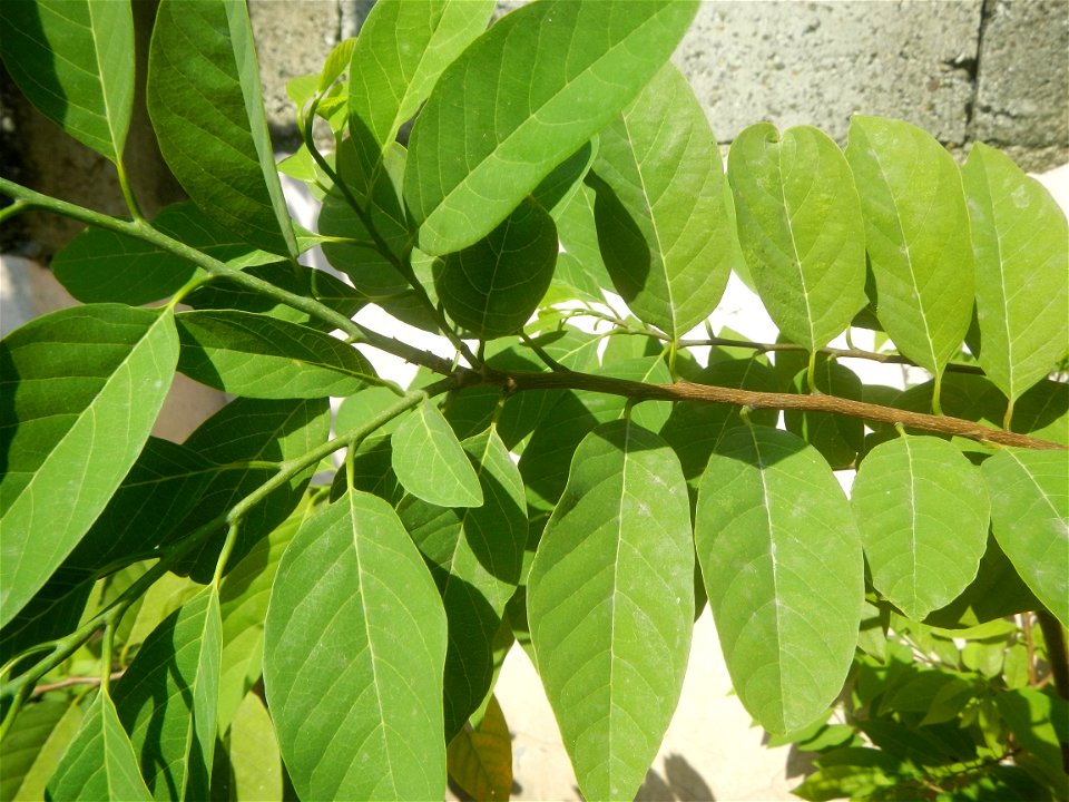 Atis (Philippines) leaves Anonaceae Atis Annona squamosa Linn. Sugar Apple Fan li zhi Atis (Philippines) Atis