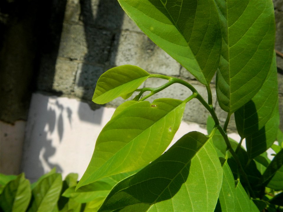 Atis (Philippines) leaves Anonaceae Atis Annona squamosa Linn. Sugar Apple Fan li zhi Atis (Philippines) Atis