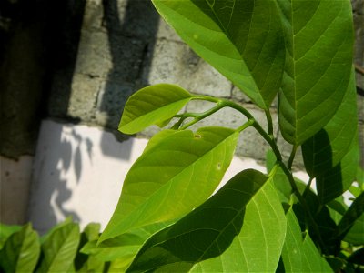 Atis (Philippines) leaves Anonaceae Atis Annona squamosa Linn. Sugar Apple Fan li zhi Atis (Philippines) Atis