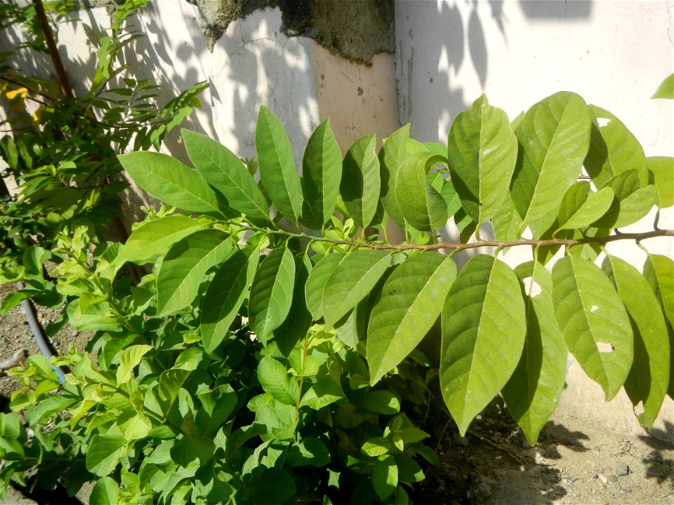 Atis (Philippines) leaves Anonaceae Atis Annona squamosa Linn. Sugar Apple Fan li zhi Atis (Philippines) Atis