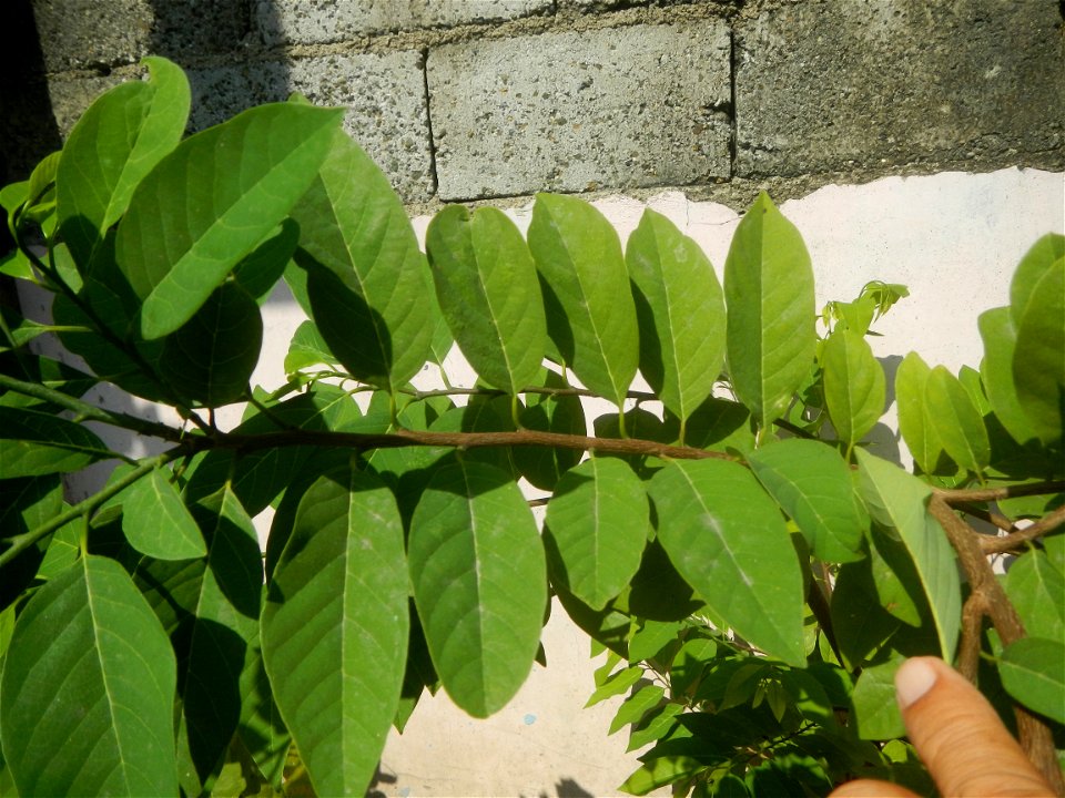Atis (Philippines) leaves Anonaceae Atis Annona squamosa Linn. Sugar Apple Fan li zhi Atis (Philippines) Atis