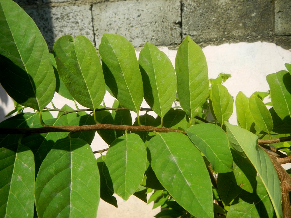 Atis (Philippines) leaves Anonaceae Atis Annona squamosa Linn. Sugar Apple Fan li zhi Atis (Philippines) Atis