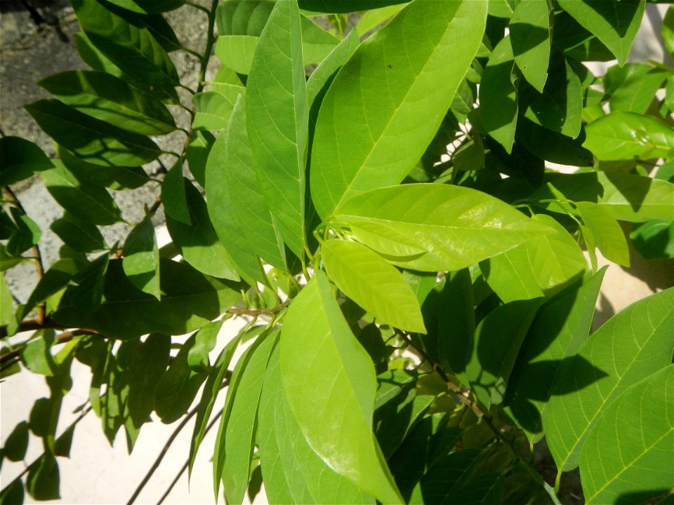 Atis (Philippines) leaves Anonaceae Atis Annona squamosa Linn. Sugar Apple Fan li zhi Atis (Philippines) Atis