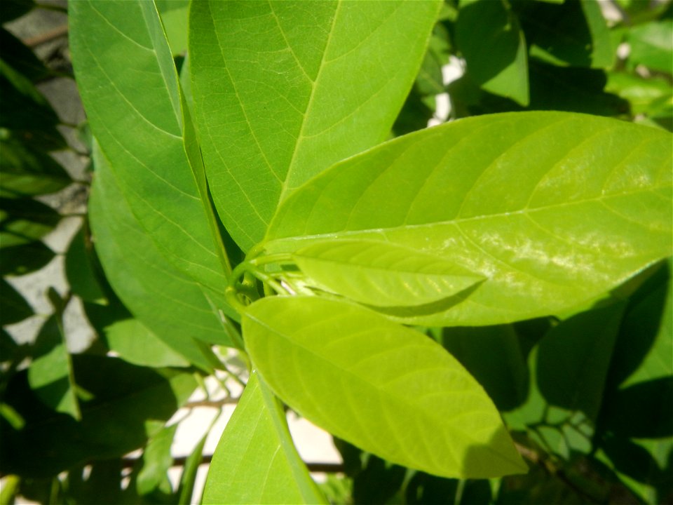 Atis (Philippines) leaves Anonaceae Atis Annona squamosa Linn. Sugar Apple Fan li zhi Atis (Philippines) Atis