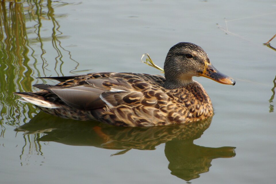Beak plumage crossword