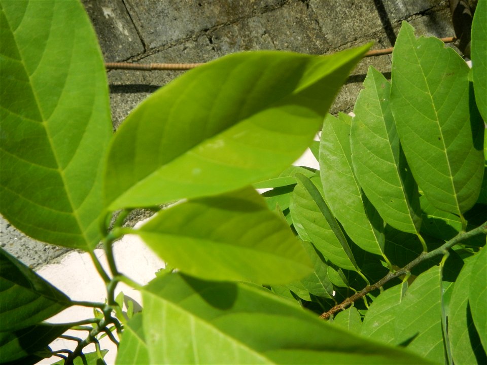 Atis (Philippines) leaves Anonaceae Atis Annona squamosa Linn. Sugar Apple Fan li zhi Atis (Philippines) Atis