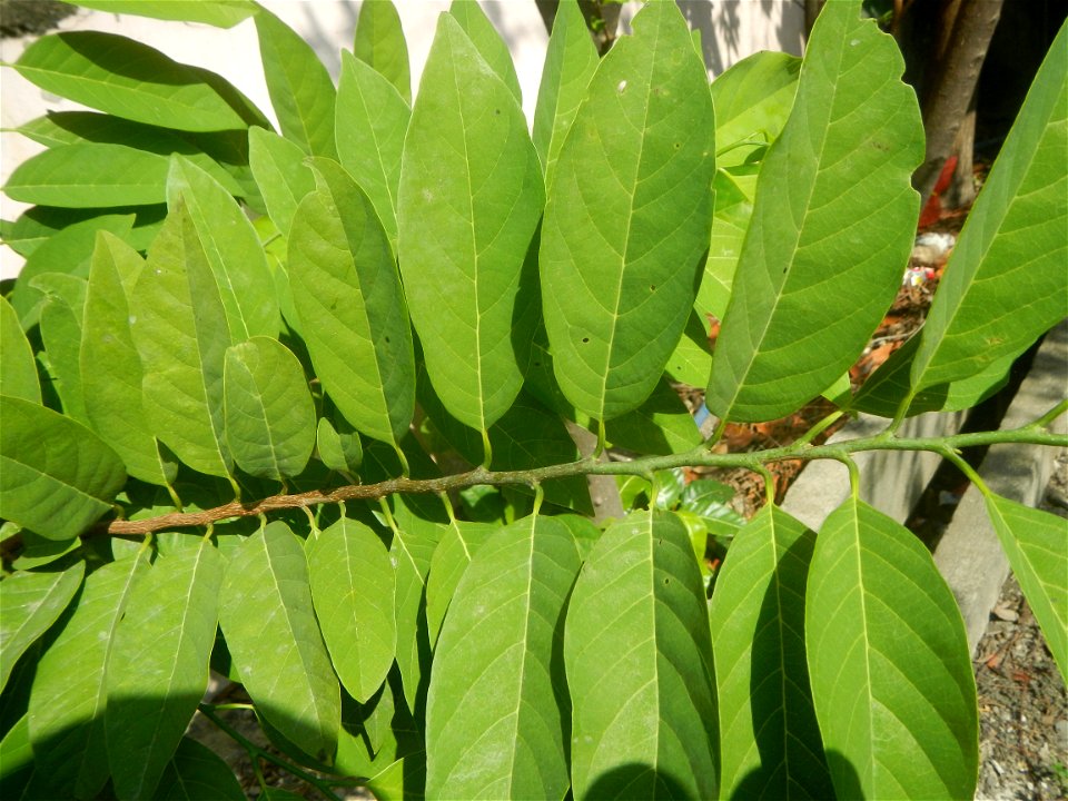 Atis (Philippines) leaves Anonaceae Atis Annona squamosa Linn. Sugar Apple Fan li zhi Atis (Philippines) Atis