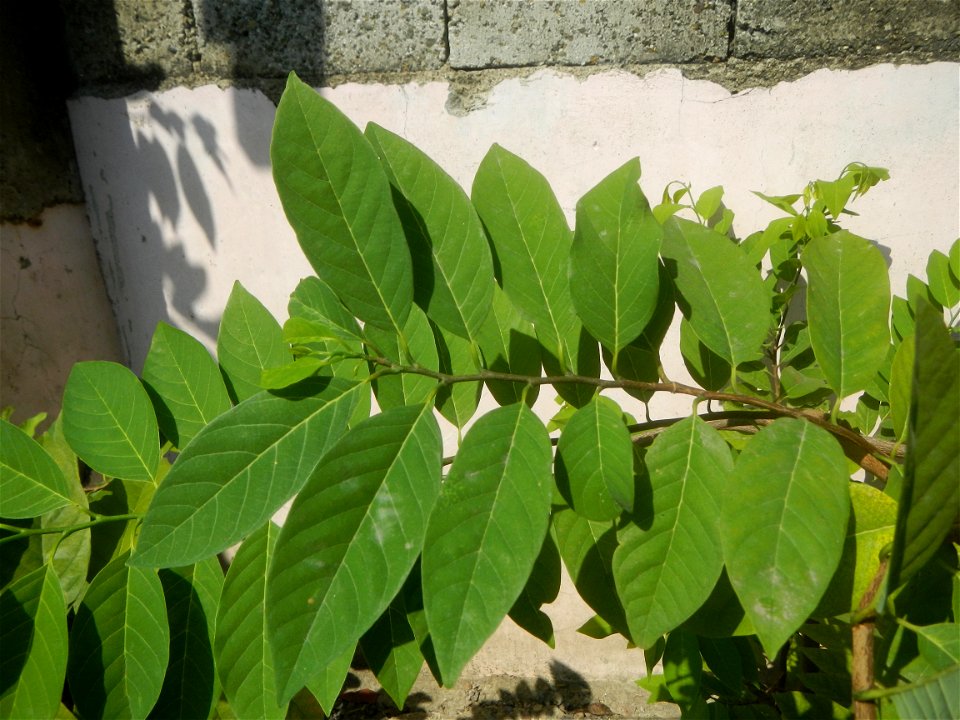 Atis (Philippines) leaves Anonaceae Atis Annona squamosa Linn. Sugar Apple Fan li zhi Atis (Philippines) Atis