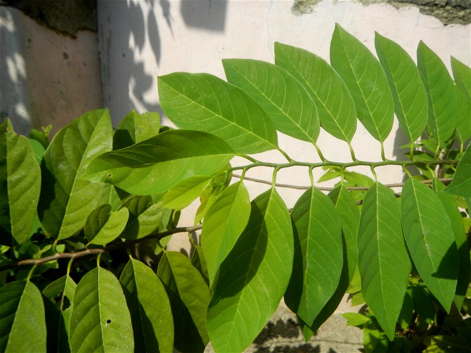 Atis (Philippines) leaves Anonaceae Atis Annona squamosa Linn. Sugar Apple Fan li zhi Atis (Philippines) Atis