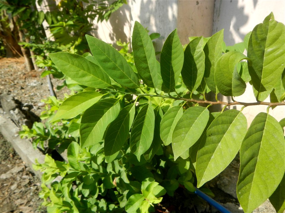Atis (Philippines) leaves Anonaceae Atis Annona squamosa Linn. Sugar Apple Fan li zhi Atis (Philippines) Atis