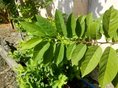 Atis (Philippines) leaves Anonaceae Atis Annona squamosa Linn. Sugar Apple Fan li zhi Atis (Philippines) Atis