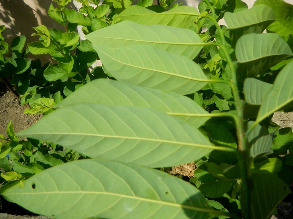 Atis (Philippines) leaves Anonaceae Atis Annona squamosa Linn. Sugar Apple Fan li zhi Atis (Philippines) Atis