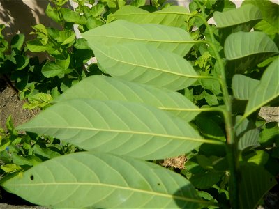 Atis (Philippines) leaves Anonaceae Atis Annona squamosa Linn. Sugar Apple Fan li zhi Atis (Philippines) Atis