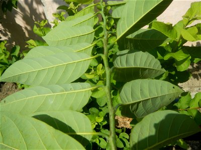 Atis (Philippines) leaves Anonaceae Atis Annona squamosa Linn. Sugar Apple Fan li zhi Atis (Philippines) Atis