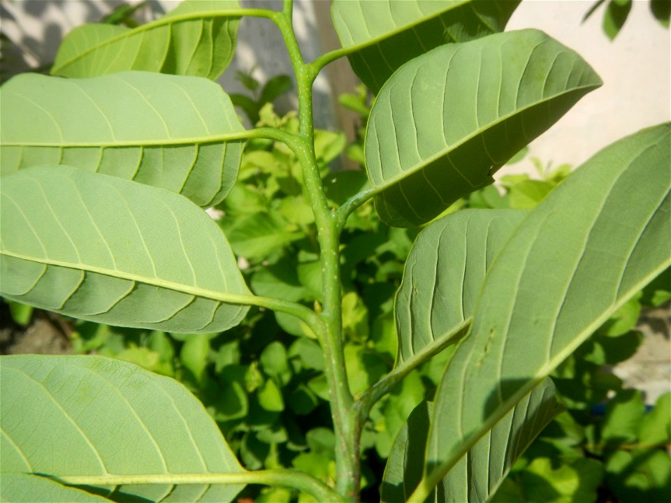 Atis (Philippines) leaves Anonaceae Atis Annona squamosa Linn. Sugar Apple Fan li zhi Atis (Philippines) Atis