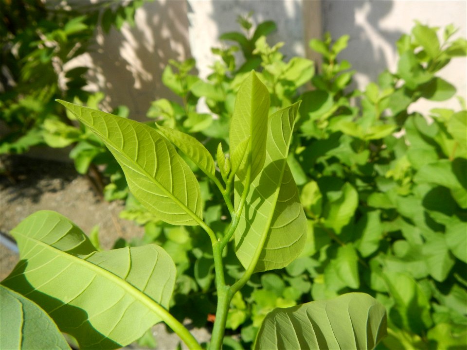 Atis (Philippines) leaves Anonaceae Atis Annona squamosa Linn. Sugar Apple Fan li zhi Atis (Philippines) Atis