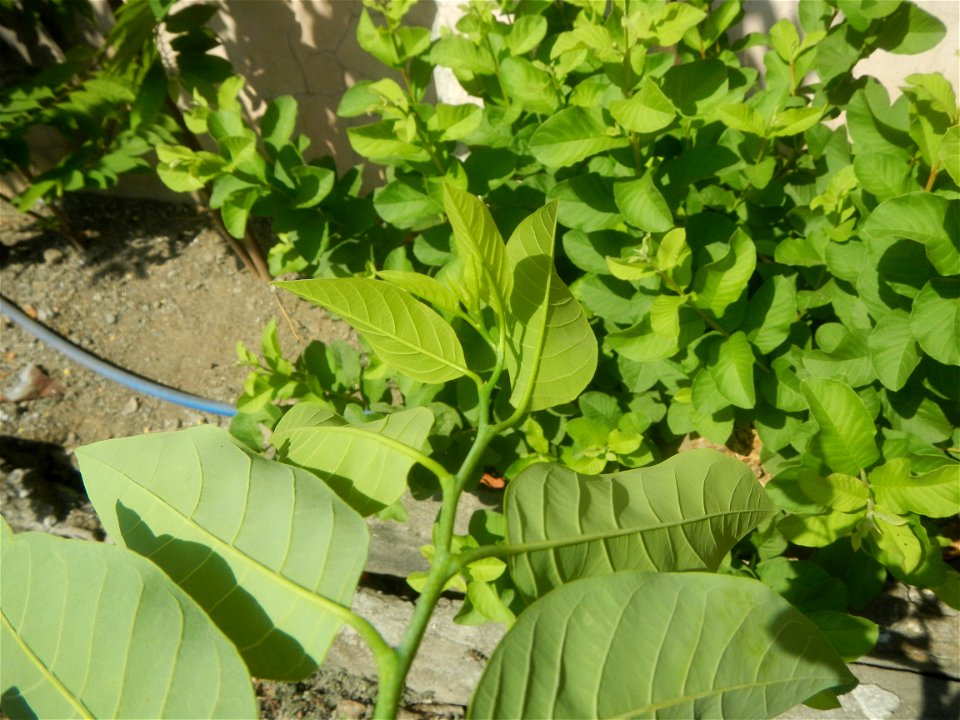Atis (Philippines) leaves Anonaceae Atis Annona squamosa Linn. Sugar Apple Fan li zhi Atis (Philippines) Atis