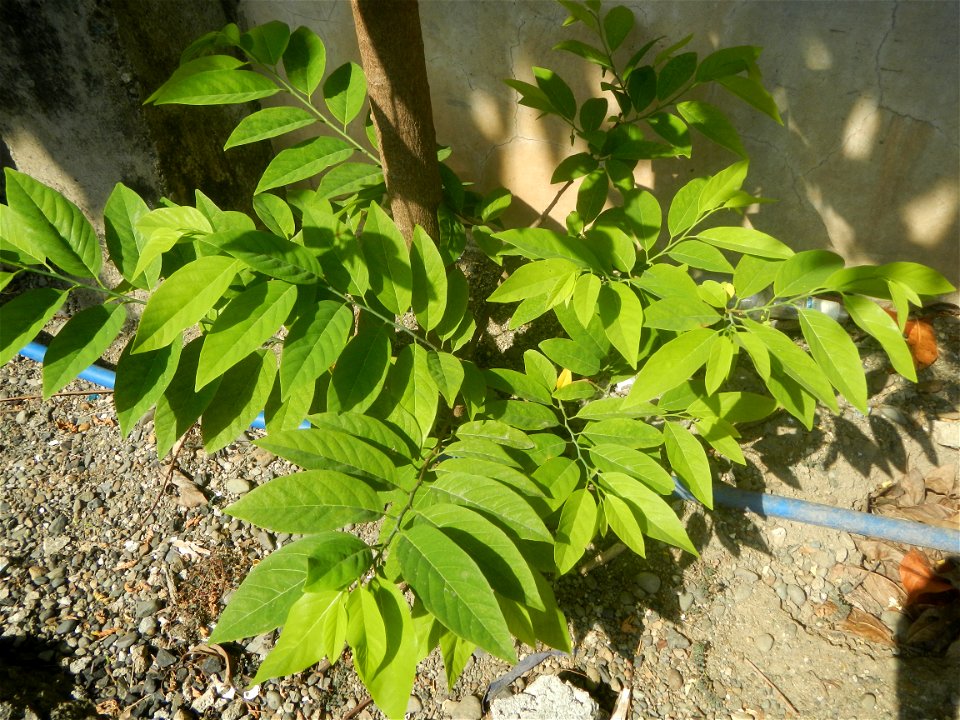 Atis (Philippines) leaves Anonaceae Atis Annona squamosa Linn. Sugar Apple Fan li zhi Atis (Philippines) Atis
