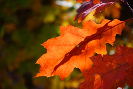 Forests tree foliage photo