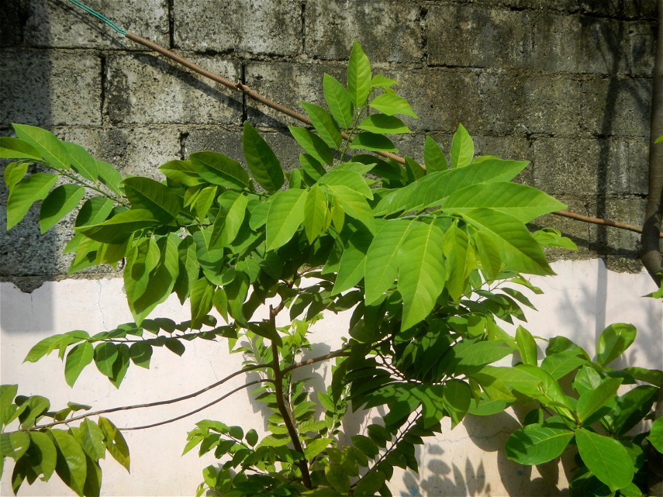 Atis (Philippines) leaves Anonaceae Atis Annona squamosa Linn. Sugar Apple Fan li zhi Atis (Philippines) Atis