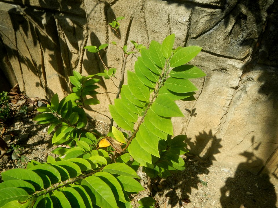 Atis (Philippines) leaves Anonaceae Atis Annona squamosa Linn. Sugar Apple Fan li zhi Atis (Philippines) Atis