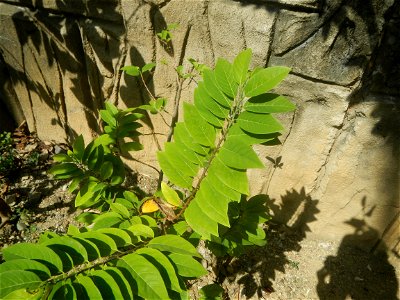 Atis (Philippines) leaves Anonaceae Atis Annona squamosa Linn. Sugar Apple Fan li zhi Atis (Philippines) Atis