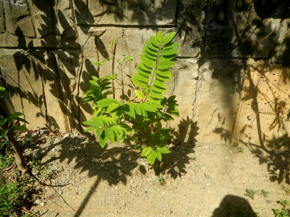 Atis (Philippines) leaves Anonaceae Atis Annona squamosa Linn. Sugar Apple Fan li zhi Atis (Philippines) Atis