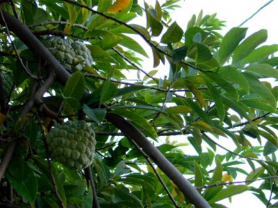 This is a closeup of a sugar apple tree or Annona squamosa showing the fruit as well as leaves.