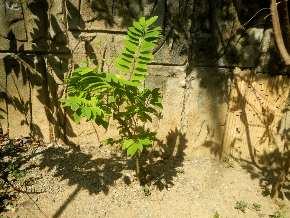 Atis (Philippines) leaves Anonaceae Atis Annona squamosa Linn. Sugar Apple Fan li zhi Atis (Philippines) Atis