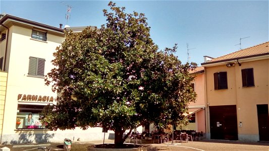 Magnolia grandiflora, Cernusco sul Naviglio, piazza Matteotti, 2018 photo