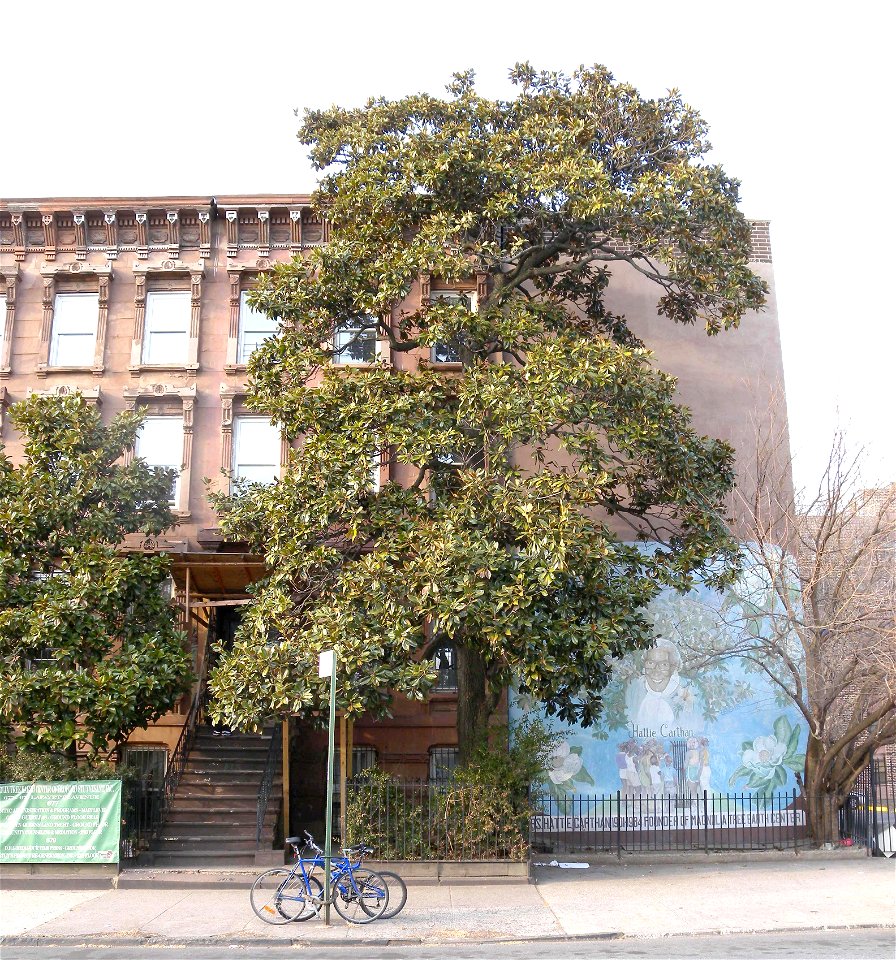 Looking north across Lafayette Avenue at Magnolia Tree Earth Center on a sunny afternoon. NYCLPC designation 1977.