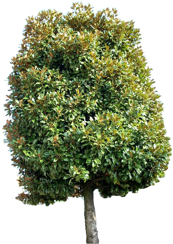 Magnolia grandiflora, full view