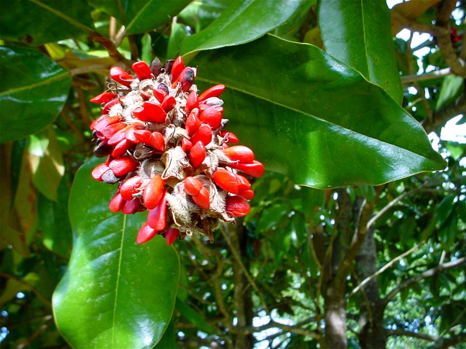 Magnolia tree seeds. Photo was taken in November.