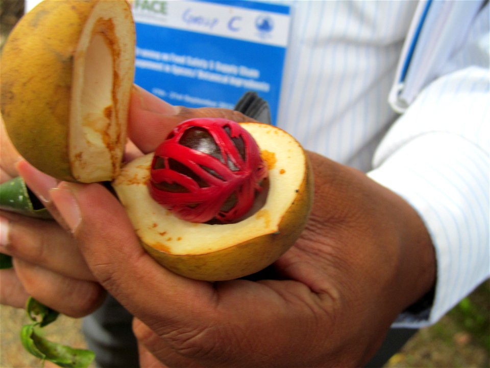 Two spices, one plant. The red wrapping (mace) surrounds a brown core of nutmeg.

For more information read the Consumer Update at, www.fda.gov/ForConsumers/ConsumerUpdates/ucm333944.htm.