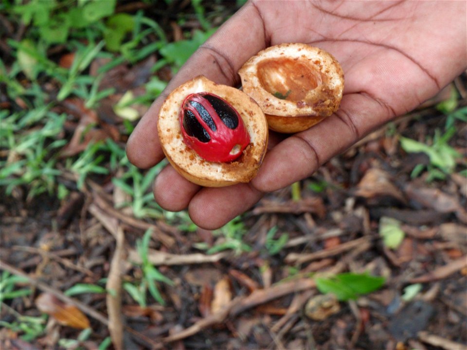 A fruit in Zanzibar called Kungumanga in Swahili (Myristica fragrans)