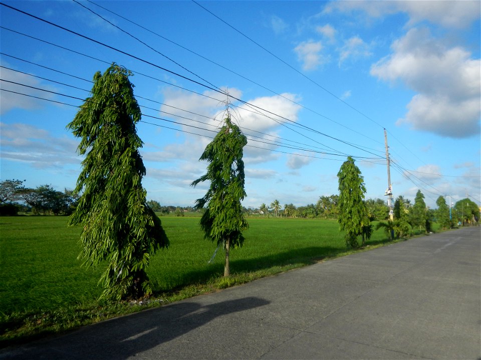 Gapan City Landmarks include Paddy fields, grasslands, trees and irrigation (P. Cruz Subdivision Road & Farm-to-Market Roads, Barangays Mangino & Santa Cruz, Gapan City) in Barangay Santa Cruz