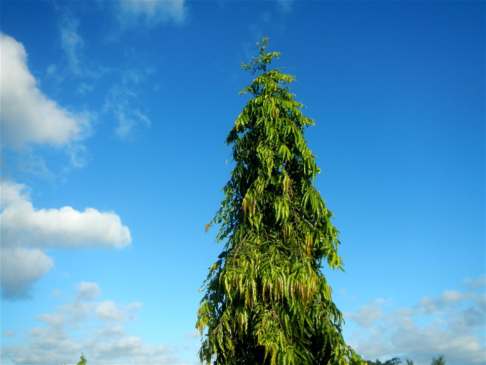 Gapan City Landmarks include Paddy fields, grasslands, trees and irrigation (P. Cruz Subdivision Road & Farm-to-Market Roads, Barangays Mangino & Santa Cruz, Gapan City) in Barangay Santa Cruz