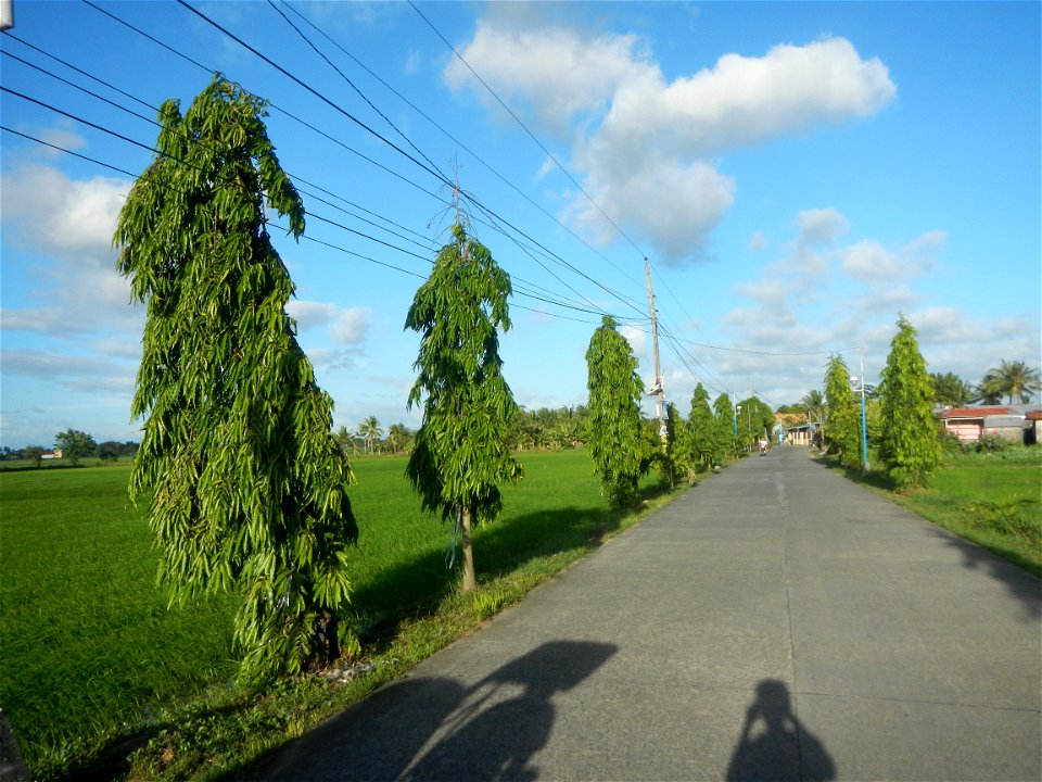 Gapan City Landmarks include Paddy fields, grasslands, trees and irrigation (P. Cruz Subdivision Road & Farm-to-Market Roads, Barangays Mangino & Santa Cruz, Gapan City) in Barangay Santa Cruz