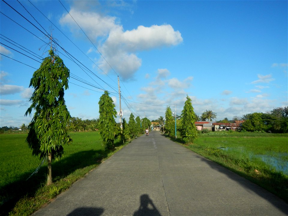 Gapan City Landmarks include Paddy fields, grasslands, trees and irrigation (P. Cruz Subdivision Road & Farm-to-Market Roads, Barangays Mangino & Santa Cruz, Gapan City) in Barangay Santa Cruz