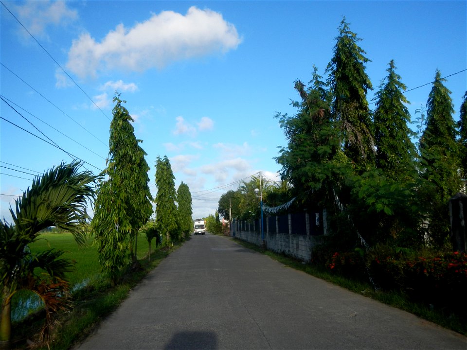 Gapan City Landmarks include Paddy fields, grasslands, trees and irrigation (P. Cruz Subdivision Road & Farm-to-Market Roads, Barangays Mangino & Santa Cruz, Gapan City) in Barangay Santa Cruz
