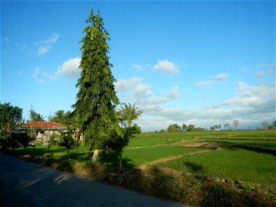 Gapan City Landmarks include Paddy fields, grasslands, trees and irrigation (P. Cruz Subdivision Road & Farm-to-Market Roads, Barangays Mangino & Santa Cruz, Gapan City) in Barangay Santa Cruz