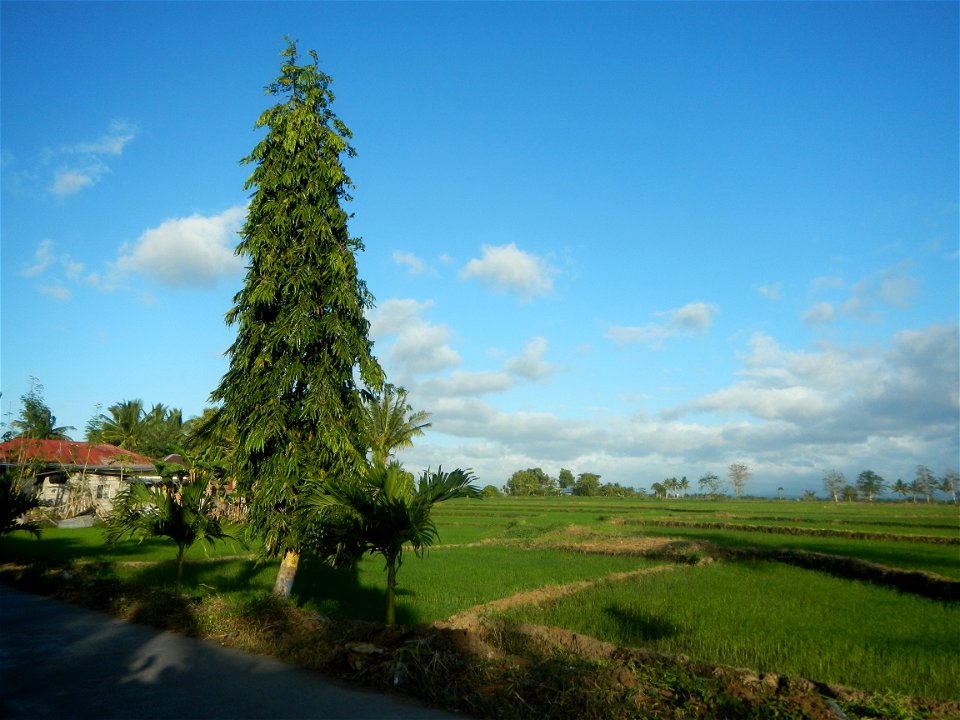 Gapan City Landmarks include Paddy fields, grasslands, trees and irrigation (P. Cruz Subdivision Road & Farm-to-Market Roads, Barangays Mangino & Santa Cruz, Gapan City) in Barangay Santa Cruz