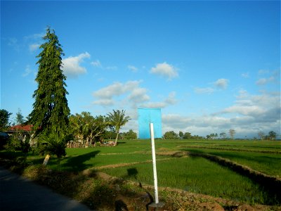 Gapan City Landmarks include Paddy fields, grasslands, trees and irrigation (P. Cruz Subdivision Road & Farm-to-Market Roads, Barangays Mangino & Santa Cruz, Gapan City) in Barangay Santa Cruz