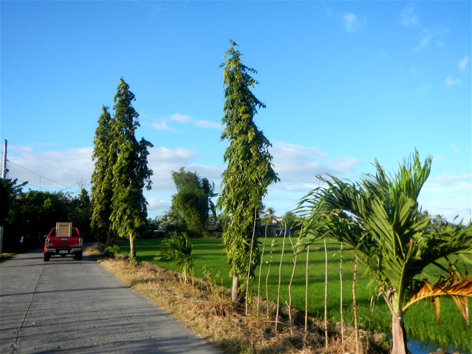 Gapan City Landmarks include Paddy fields, grasslands, trees and irrigation (P. Cruz Subdivision Road & Farm-to-Market Roads, Barangays Mangino & Santa Cruz, Gapan City) in Barangay Santa Cruz